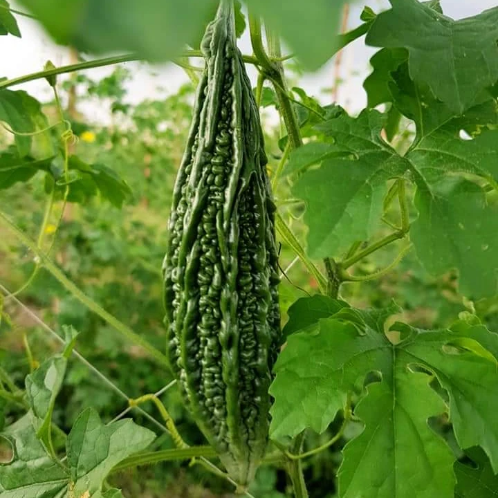 
2021 New Arrival Hybrid F1 Bitter Melon Seed For Planting 