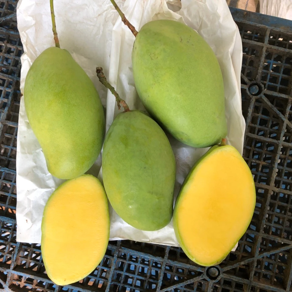 
Tropical fruits Vietnamese Keo mango specializes in wholesale good prices from Vietnam 