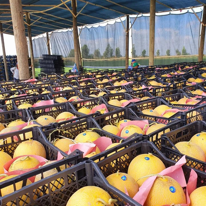 
Fresh Cantaloupe for wholesale from South Africa 
