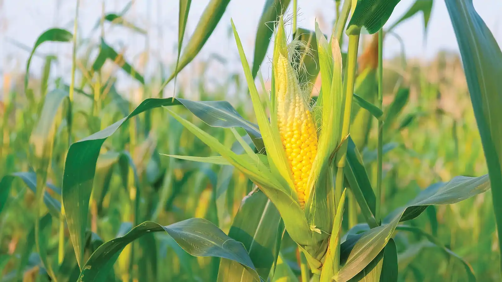 st-corn-husk.jpg