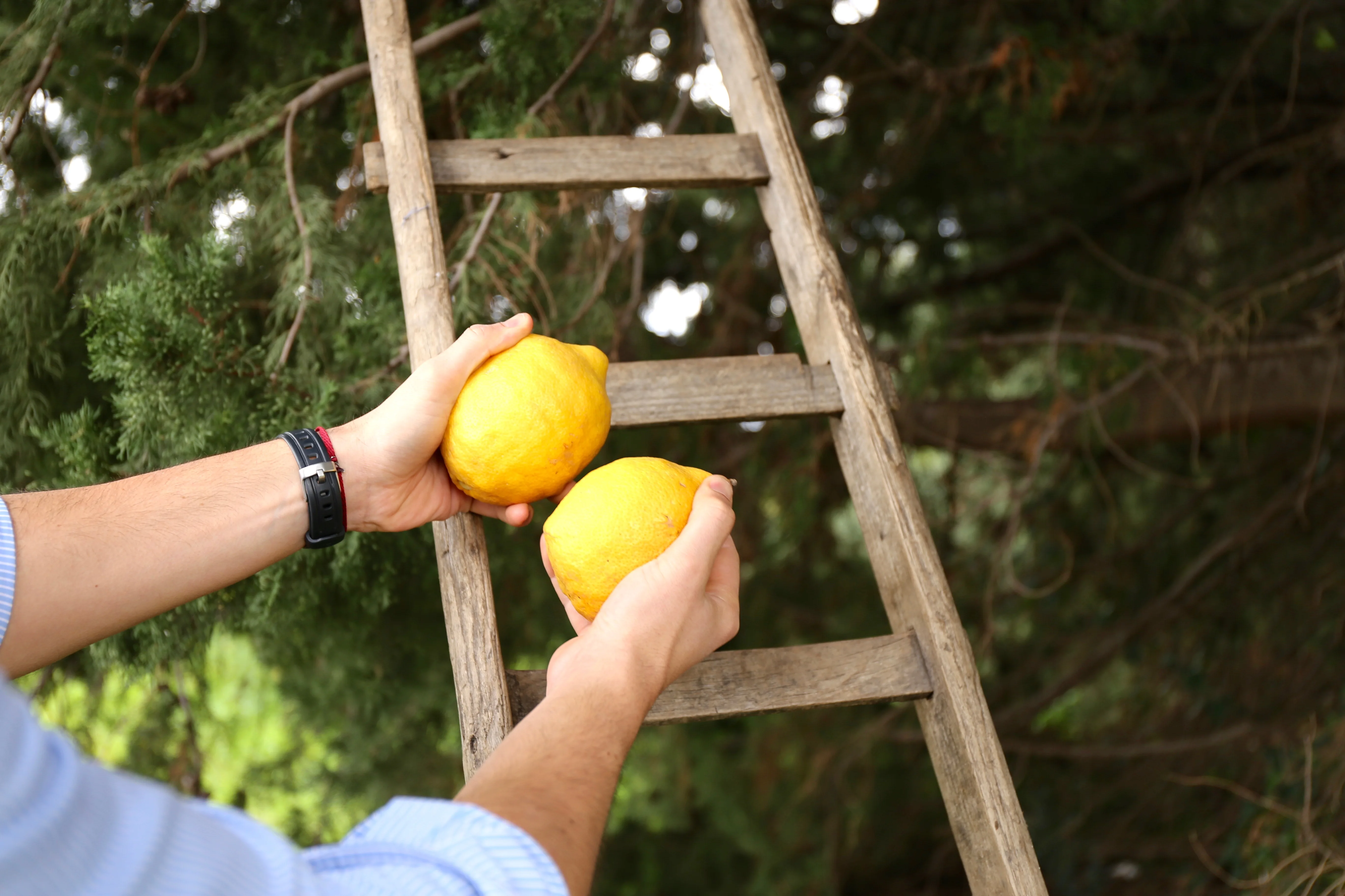 Italian Quality Fresh Yellow Organic Lemons Hand Picked in Sicily available in more Packing Made in Italy