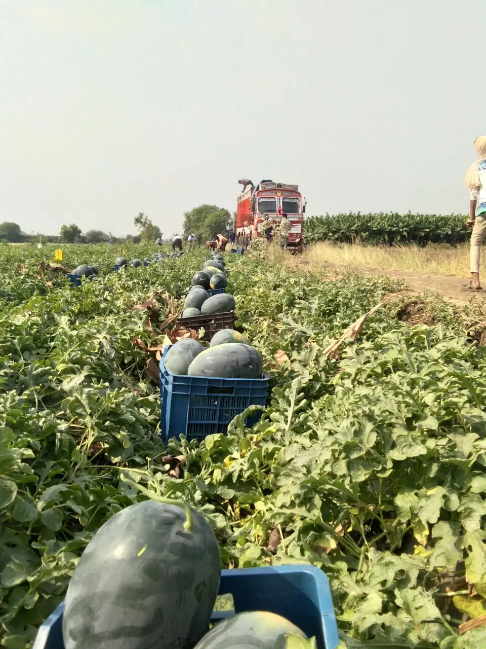 
Manufacturer of APEXX Hybrid watermelon seeds on wholesale price 