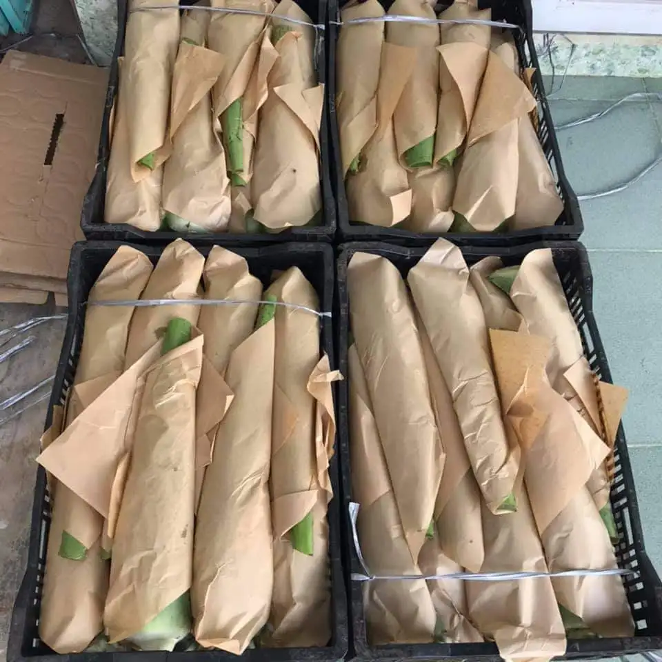 ALOE VERA LEAF HIGH QUALITY ORIGIN VIETNAM HOT SALES 2021