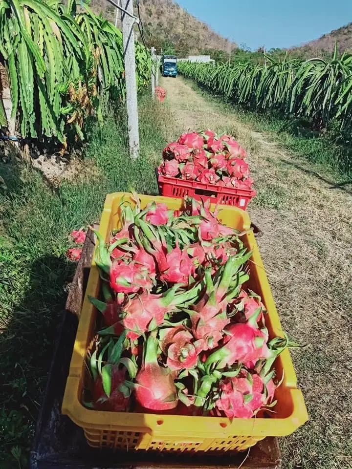 Fresh Dragon fruit from Vietnam