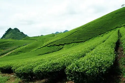 CTC BLACK TEA BP Buy directly from the manufacturer Vietnamese direct factory offering