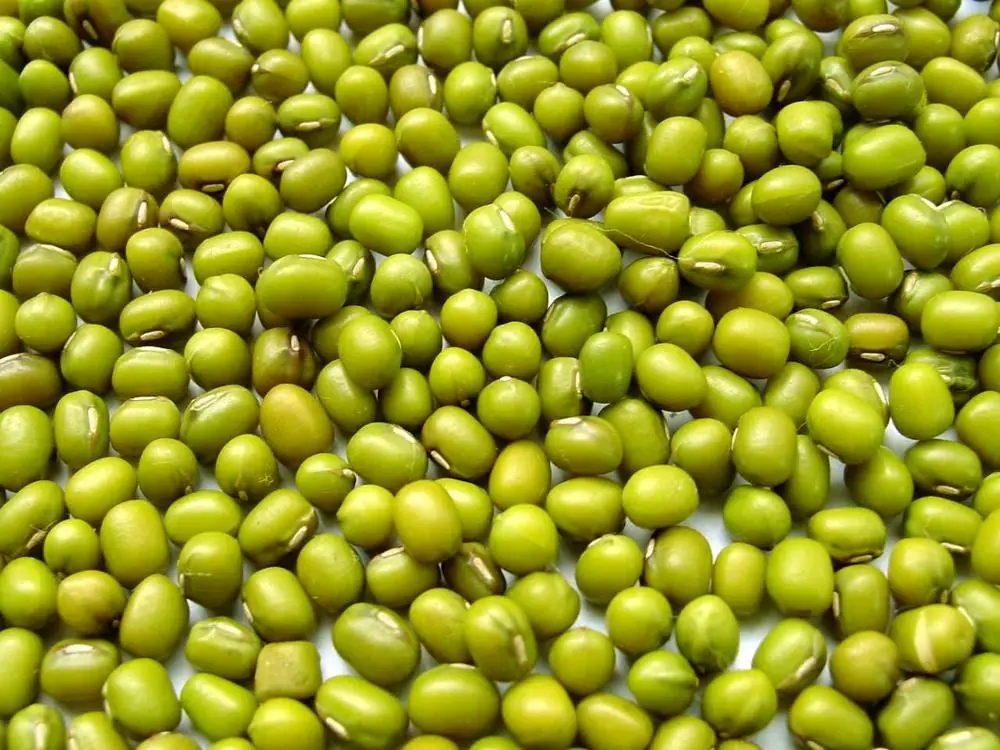 Organic Dried Green Mung/Vagna Adzuki Beans/ Cowpea
