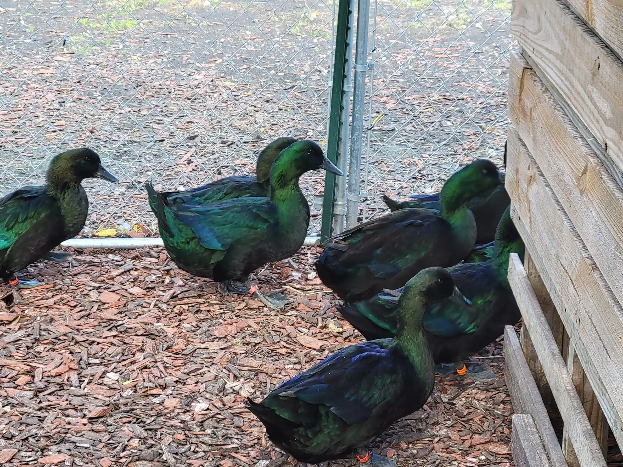 Farm Fresh Quail Eggs / Hatching / Table purpose