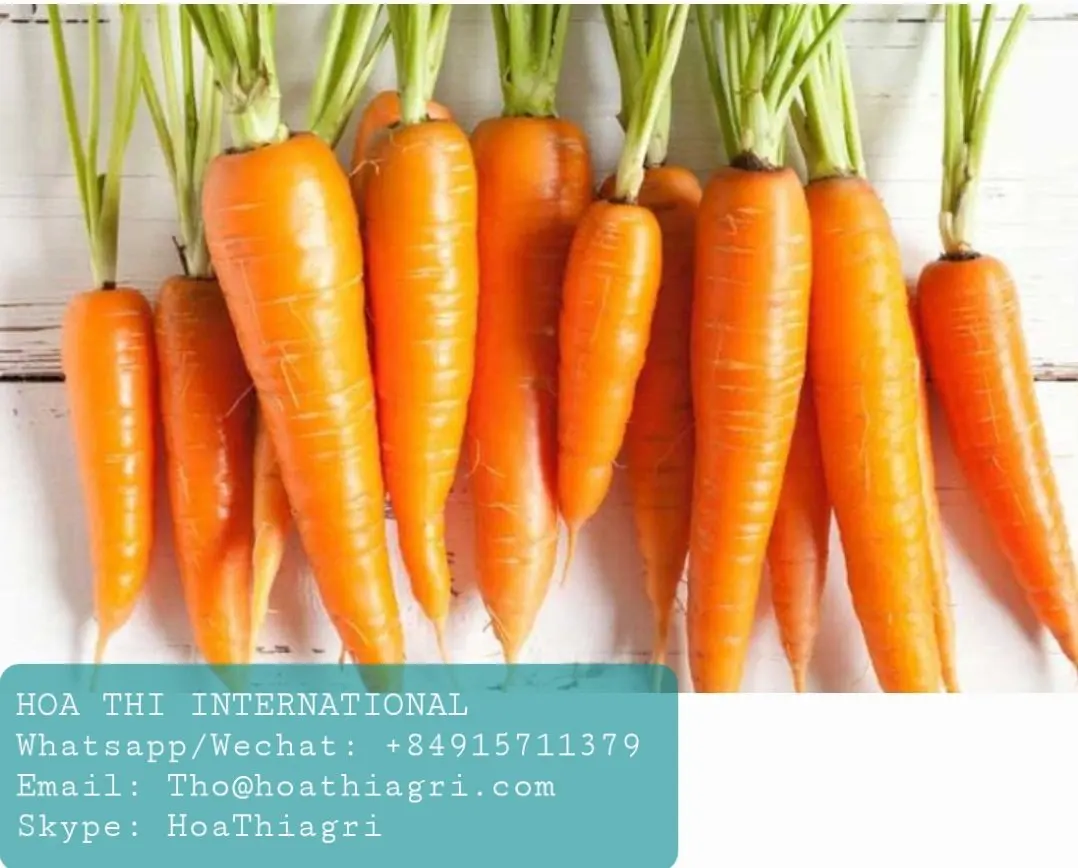 12 Months Shell Life 0.15kg Carton Boxes Packaging Common Cultivation Type Fresh Carrots Origin From Vietnam