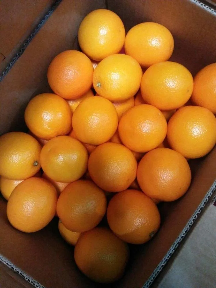 
Low Price For Fresh Orange Fruit Wholesale Valencia Navel Orange - Lemonn 