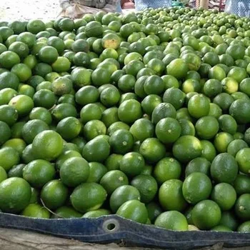 BEST PRICE FRESH LIME / LEMON SEEDNESS  SALES / FROM VIETNAM / AMBER