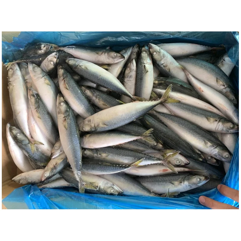 Frozen Pacific Mackerel Fish Size 500G In Prices For Sale Pcs