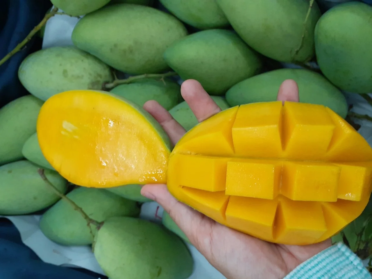 Super Delicious Organic Natural Mild Sweet Green Yellow Tropical Ripe Cat Hoa Loc Mango Fruit exported from Vietnam