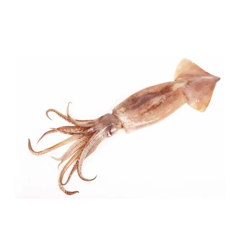 New Arrival high quality frozen red squid loligo