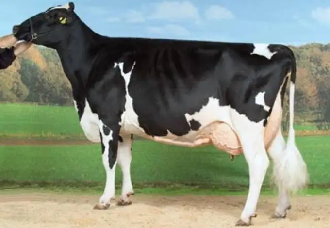 Хифферы для беременных Friesian Holstein
