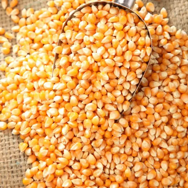 High-Quality Yellow  Corn