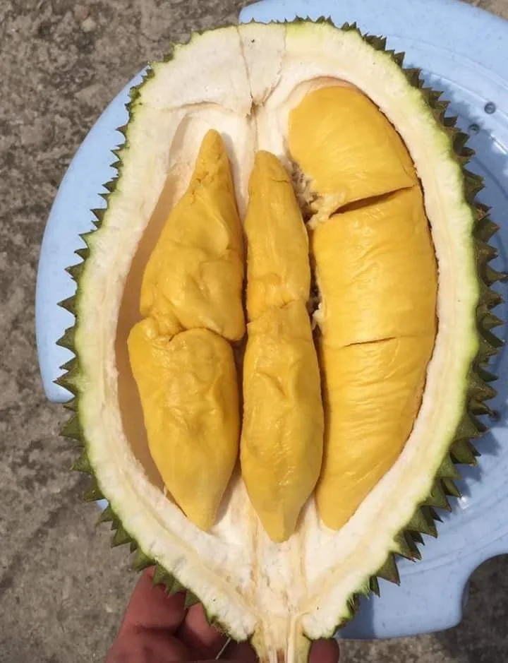 Premium Quality Frozen D197 Musang King Durian For Export Durian Malaysia Frozen Durian High Grade Flesh