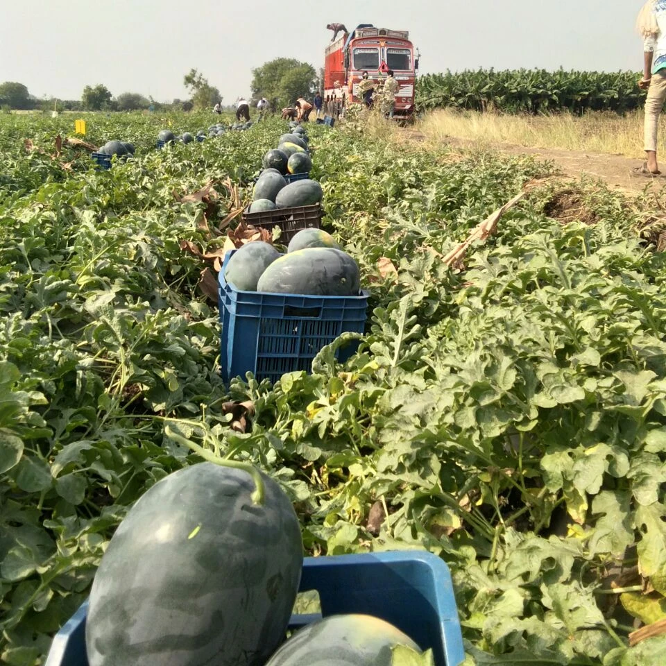 
F1 hybrid watermelon seeds big black oval fruit very sweet high yield multi-diseases resistance vegetable seeds 