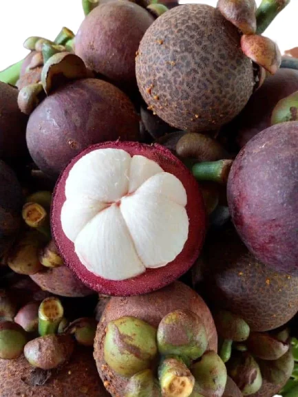 Direct to Farmer High Quality from Thailand Sweet Taste Natural Tropical Fresh Mangosteen