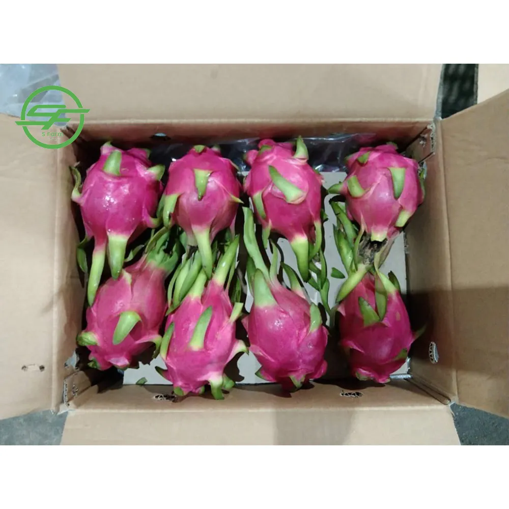 Свежий дракон, белый плод, фрукты высокого качества и конкурентоспособная цена на экспорт (Whatsapp/zalo/wechat: + 84 912 964 858)