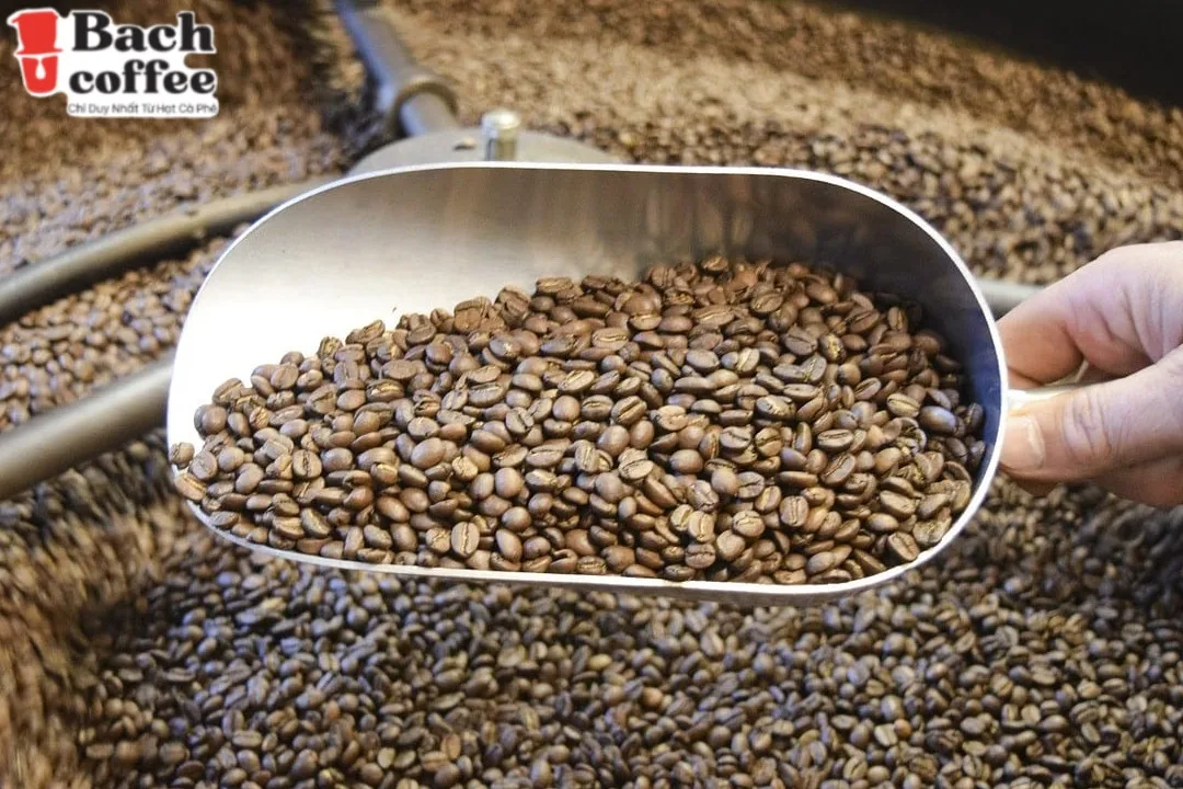 
French original Robusta Coffee beans Unique wild organic coffee beans from Viet Nam for the true coffee lover- city roast 