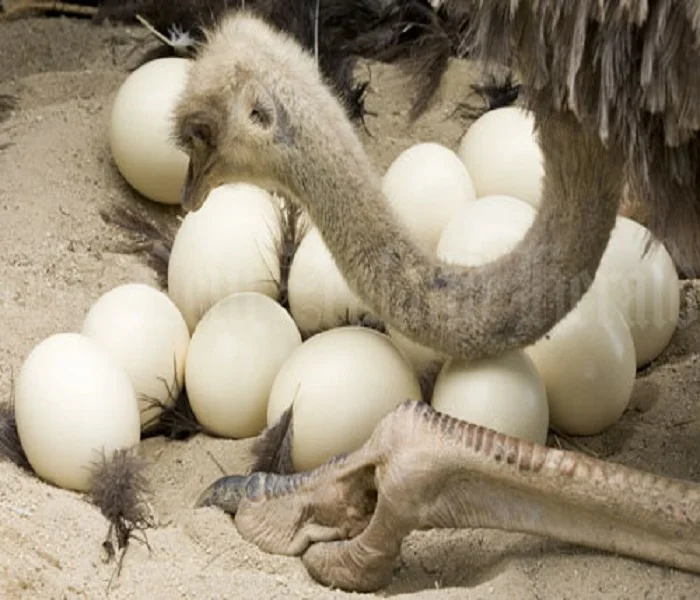 FERTILE OSTRICH EGGS AND CHICKS