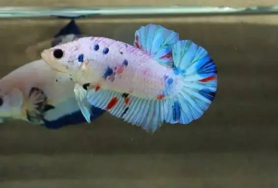Синий обод Betta Fish HMPK