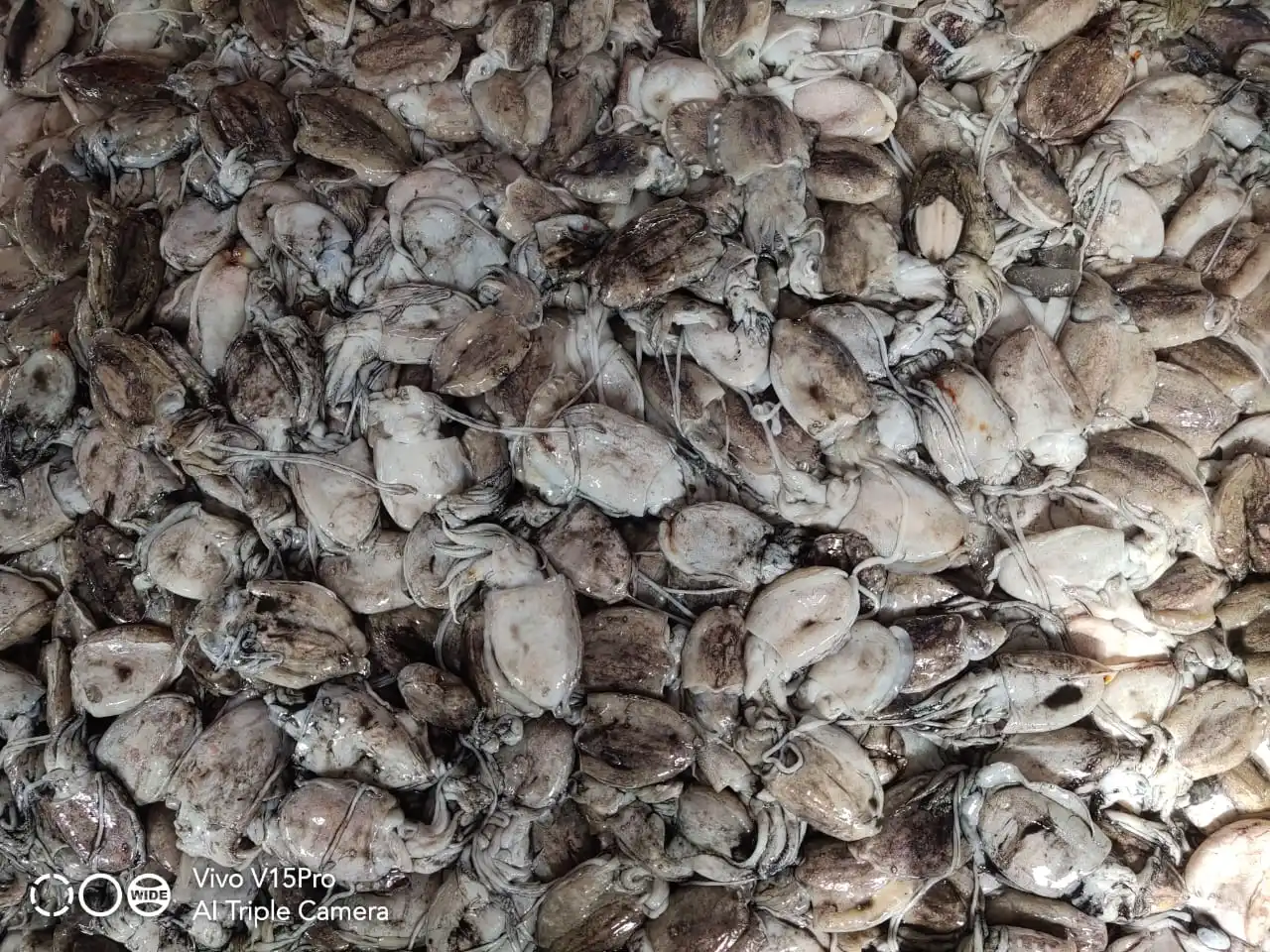 Top quality block frozen baby Cuttlefish whole from India, frozen baby cuttlefish