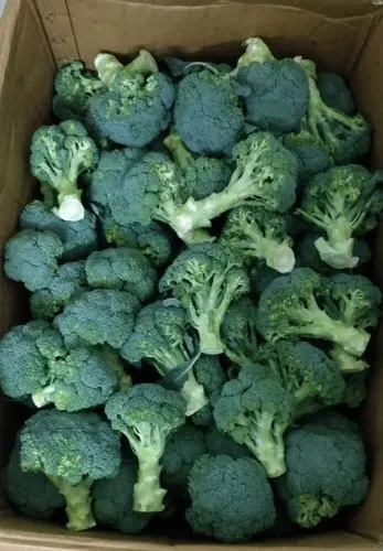 
Supplying frozen broccoli from Vietnam with best price_Vikafoods (+84983028718). 