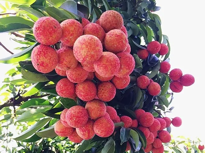 FRUIT SEASON-HEALTHY FRUIT/ FRESH LYCHEE FRUIT FROM VIETNAM- CHEAP PRICE- MS. Ahri +84 328334958  ( Whapsapp )
