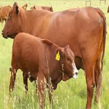 
Live Healthy Cattle 