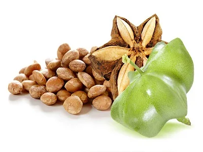 Натуральное масло сачи из Вьетнама // Jolene + 84 336089155