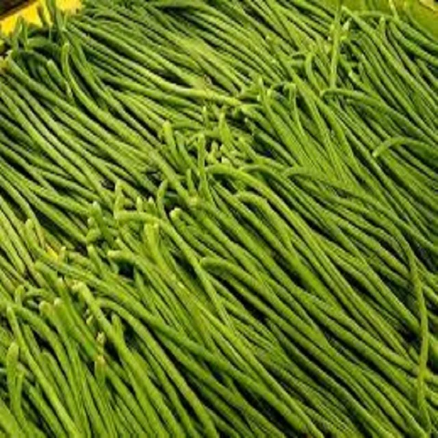 Green Beans - Taste Great , long green beans exports more