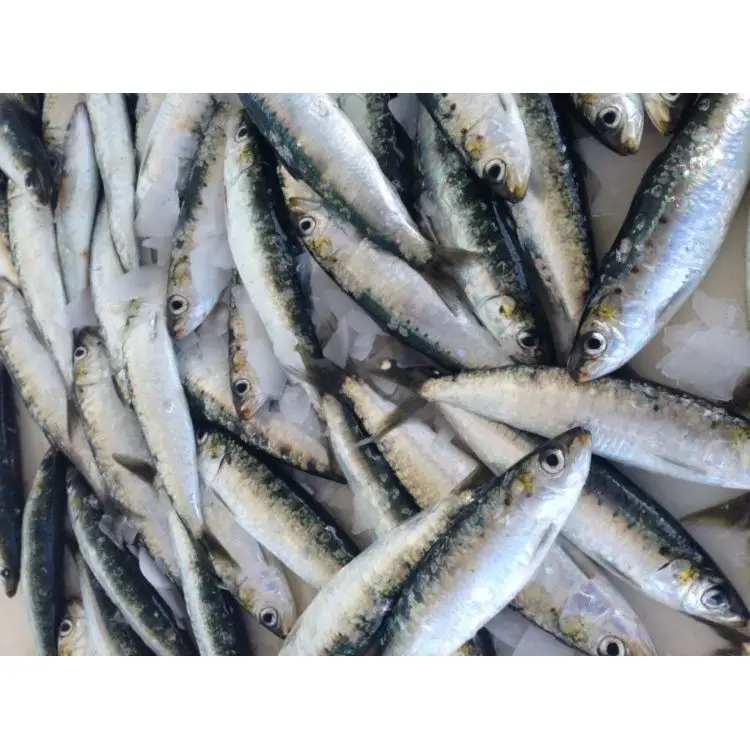 Quality Frozen Sardine Fish.
