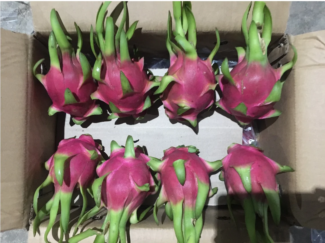 Свежий и вкусный белый фрукт дракона из провинции Бинь Туан/+ 84 901445086