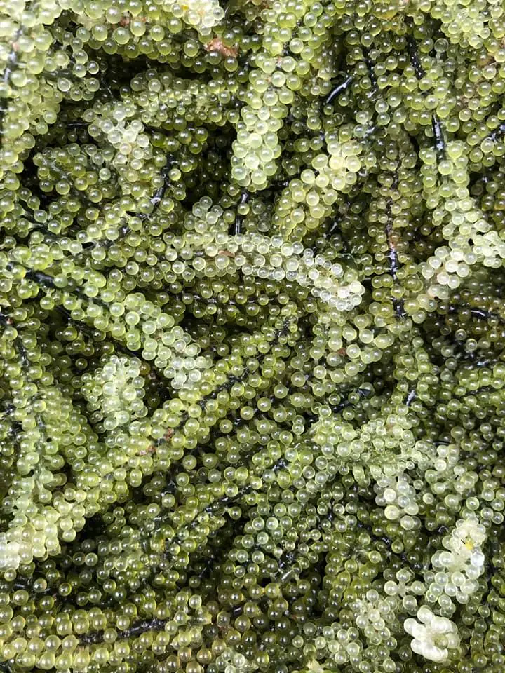 100% натуральный морской виноград из Вьетнама // WHATSAPP +