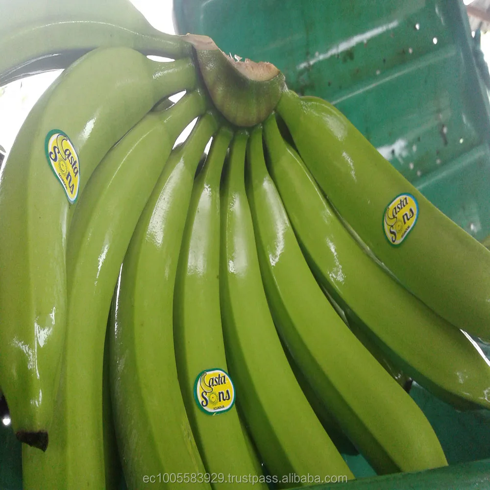 BANANAS PREMIUM CAVENDISH