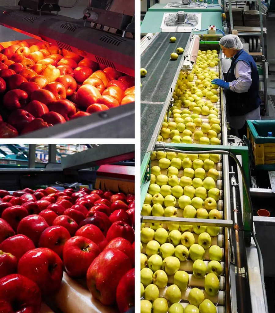 Best Sweet Fruits Apples Granny Smith Cultivar From Italy Organic for Horeca Wholesale