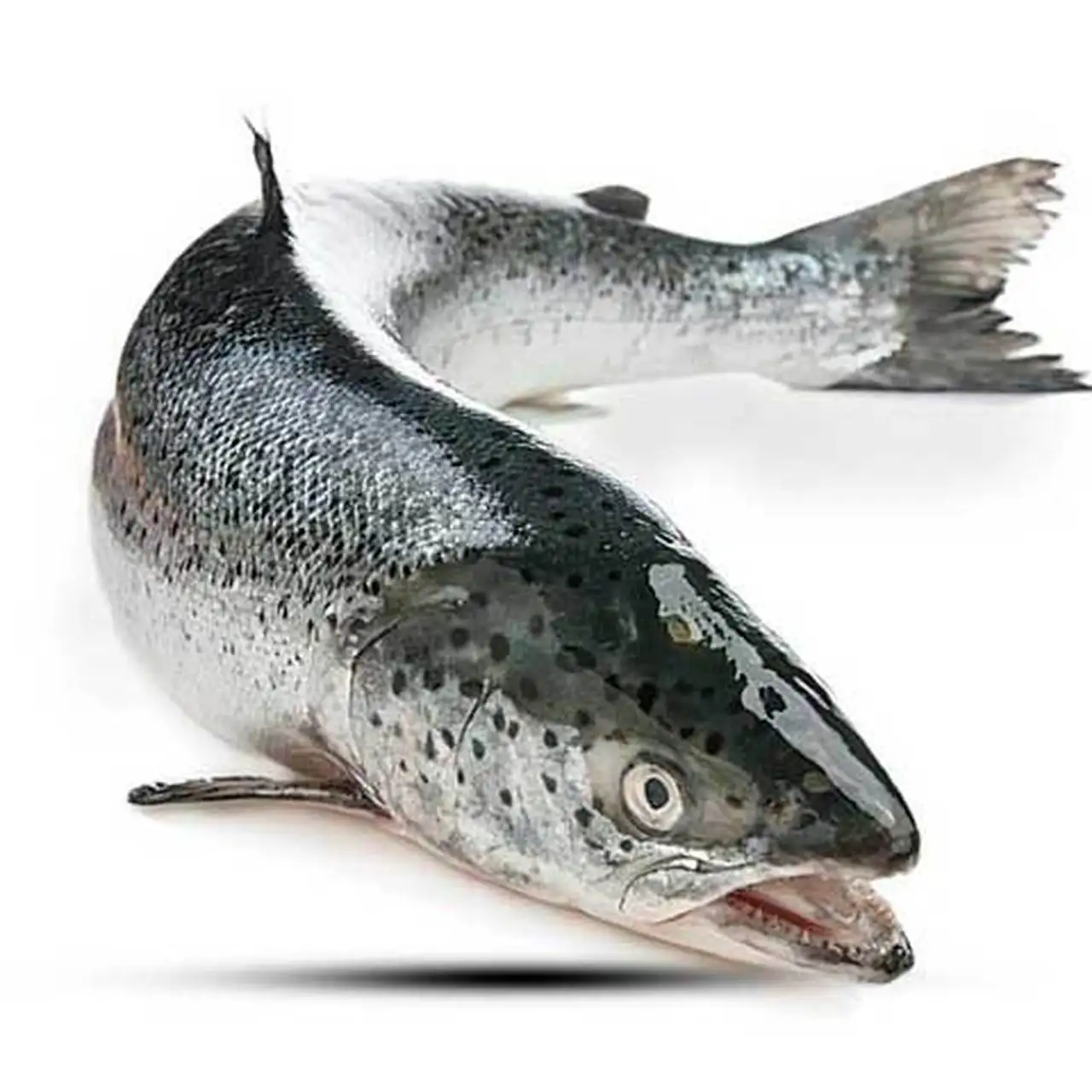 Fresh / Frozen Salmon Fish - Salmon From  Denmark