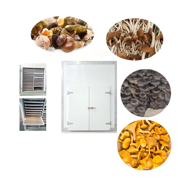 mushrrom tray dryer.png