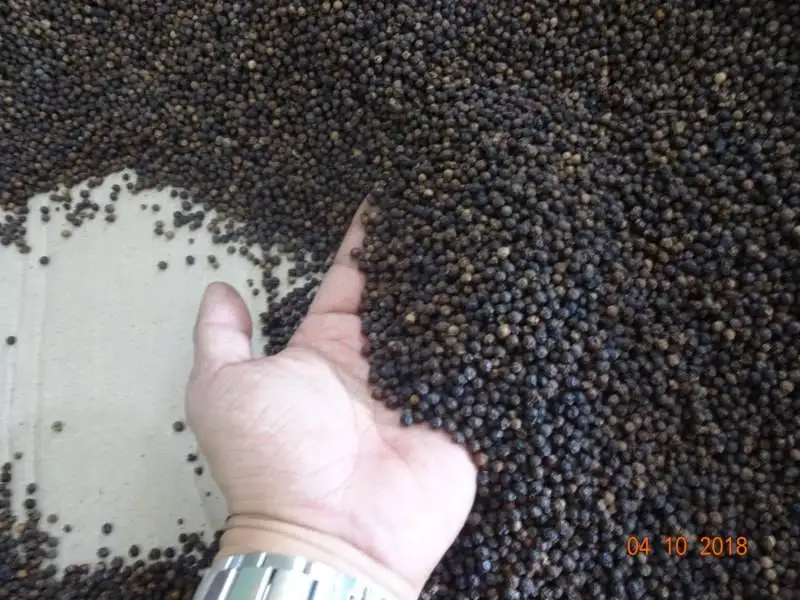 Vietnam Spices and Herbs Black Pepper Spicy Taste Strong Aroma