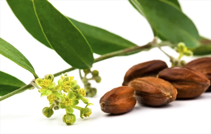 Wholesale Bulk Price Natural Jojoba Oil Best Reasonable Price Aroma Jojoba Essential Oil Supply By Exporters