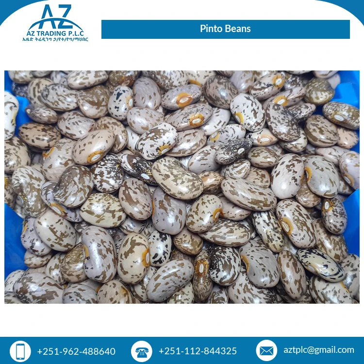 Factory Direct Sale Clean Red Speckled Dried Style Organic Ethiopian Pinto Beans for Wholesale Buyers