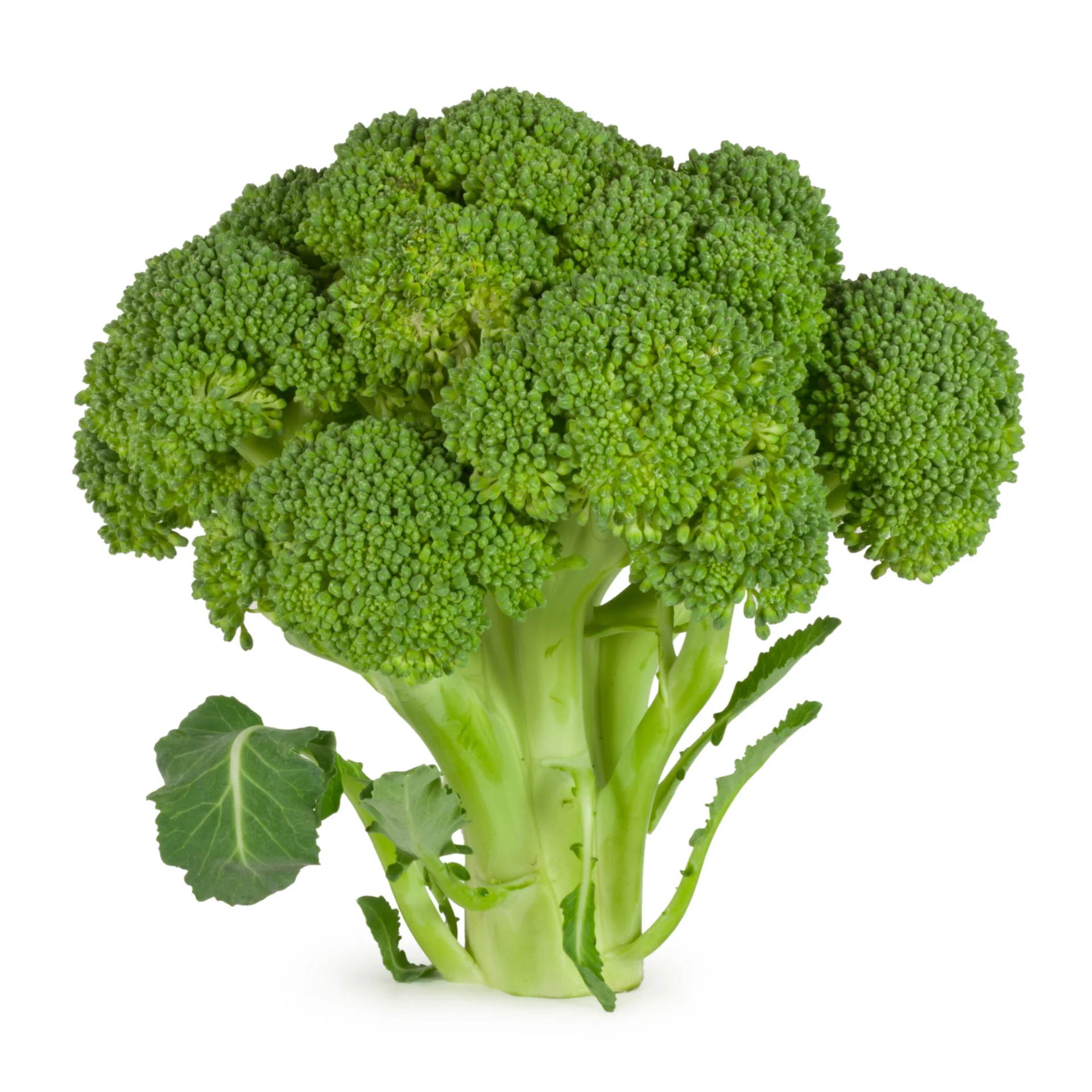 Broccoli - High quality