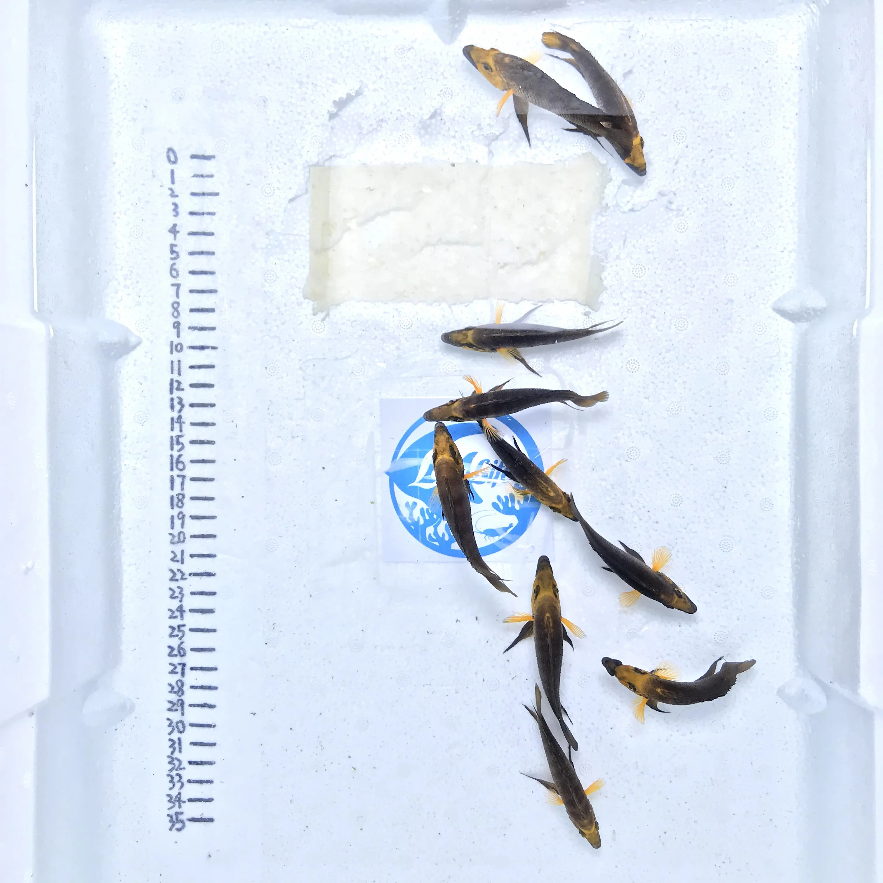 
Farm bred Altolamprologus compressiceps gold head African Tangnyika Cichlids For sale 