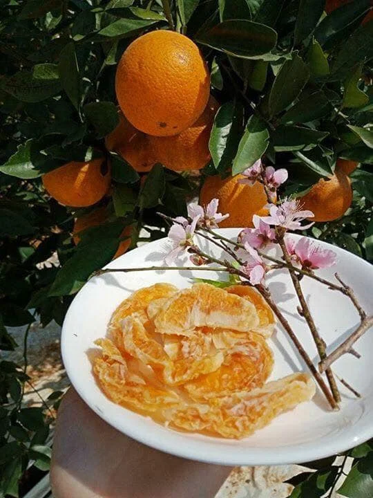 New Crop Fresh Citrus fruit Orange fruit for wholesale With Size 5 - 8.5cm Vietgap Certification From Vietnam