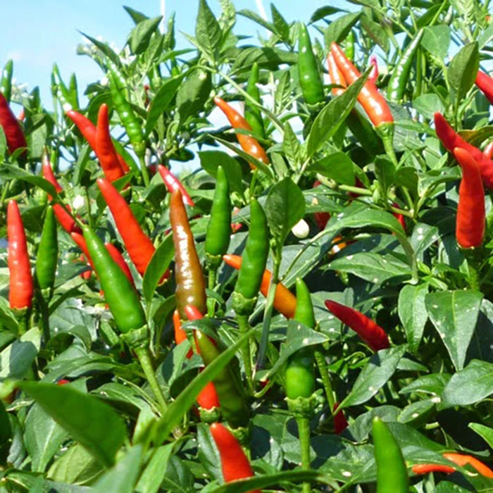 SUPER SPICE FRESH BIRD EYE CHILI WITH PREMIUM VIETNAM
