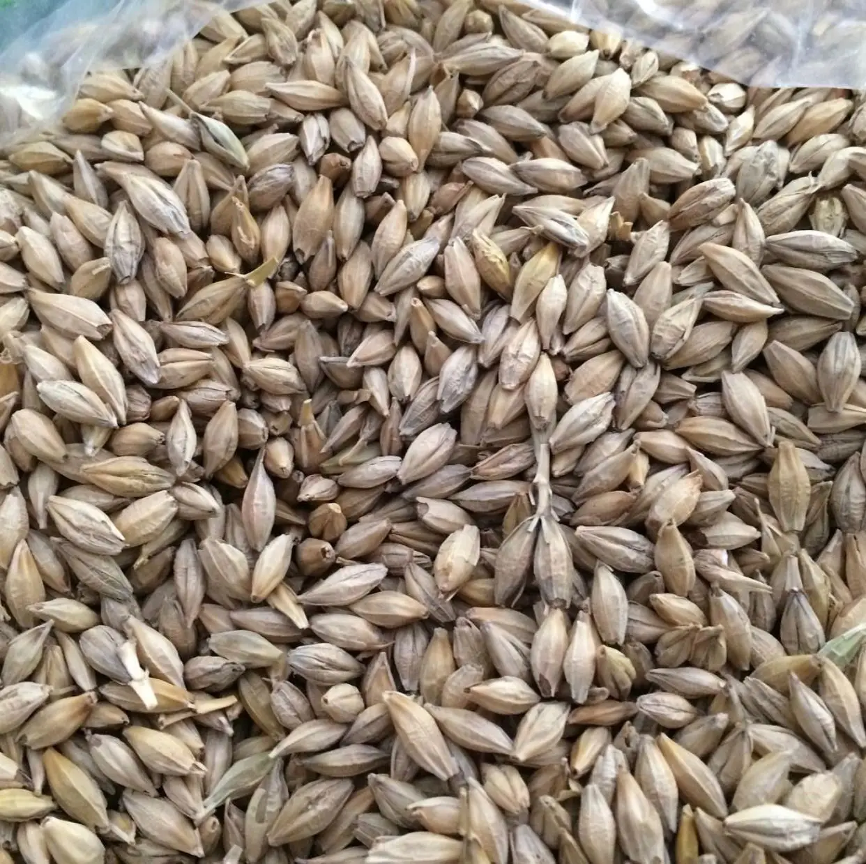 High Quality Barley Russian Barley for Animal Feed and Human Consumption