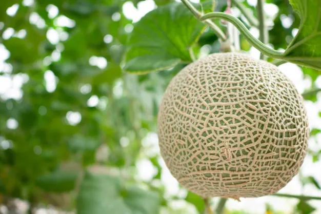
high premium quality organic fresh Melon , Cantaloupe for wholesale 