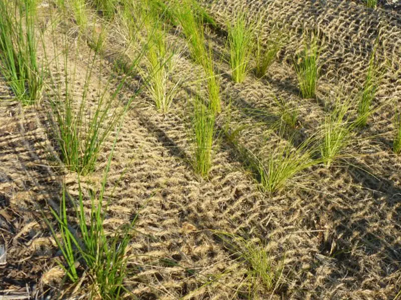 
COIR NET / PROTECTING PLANTS / COCO FIBER / COVER BARE HILLS - Ms. Elish +84 904 183 651 