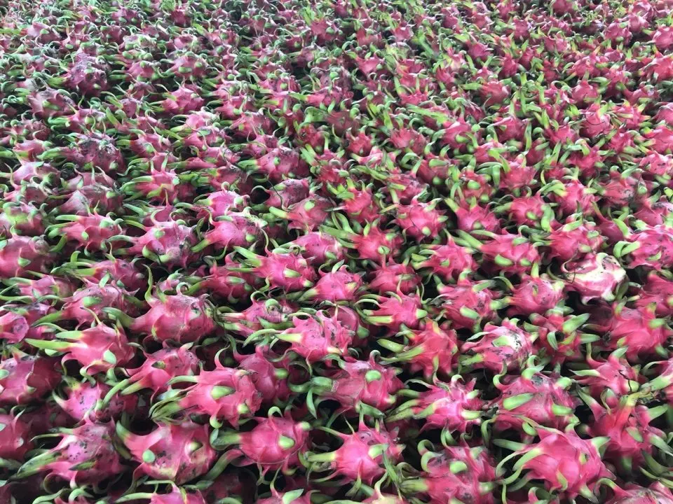 Fresh Red Dragon Fruit Best Brand Quality Wholesaler Supplier From Vietnam Sweet Juicy Good Price Low MOQ